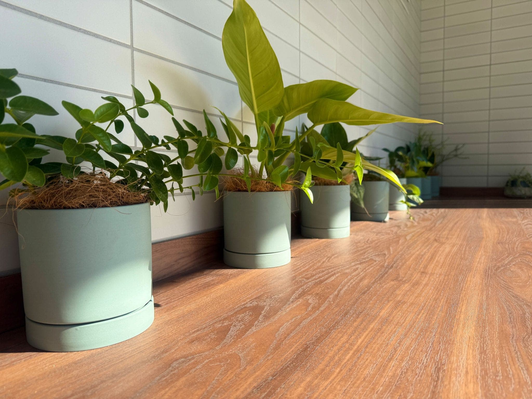 A row of potted plants along a wooden ledge in soft morning light